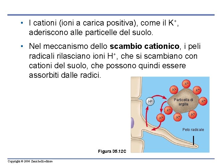  • I cationi (ioni a carica positiva), come il K+, aderiscono alle particelle