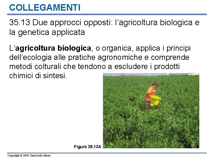COLLEGAMENTI 35. 13 Due approcci opposti: l’agricoltura biologica e la genetica applicata L’agricoltura biologica,