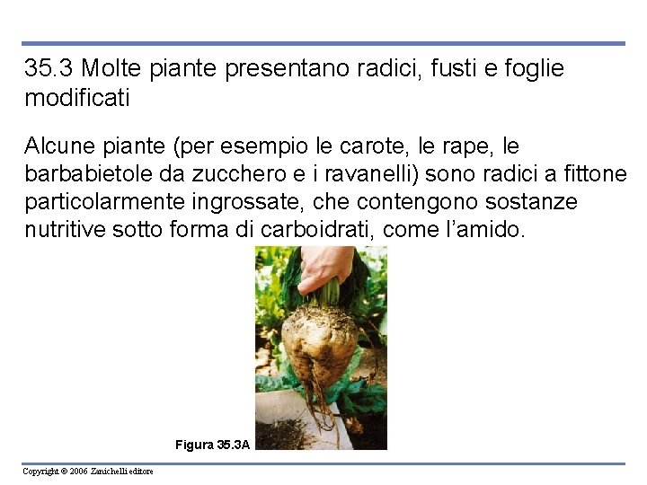 35. 3 Molte piante presentano radici, fusti e foglie modificati Alcune piante (per esempio