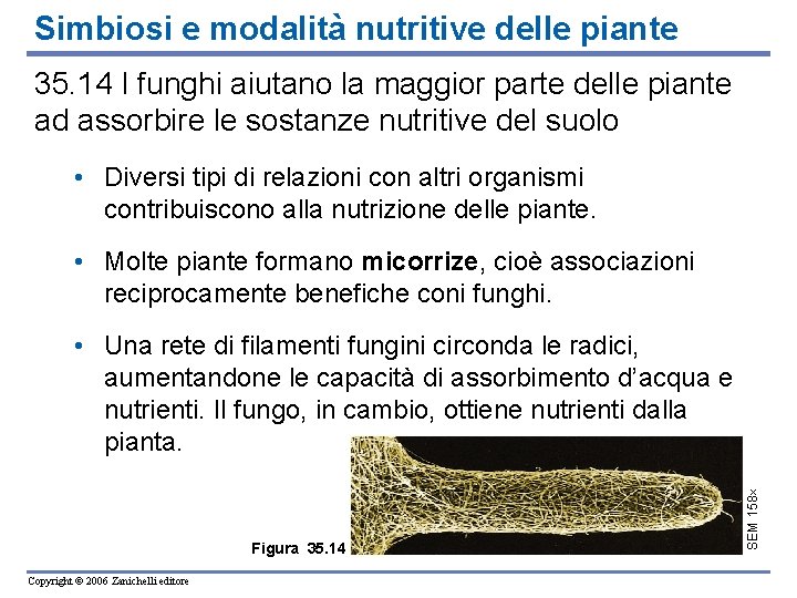 Simbiosi e modalità nutritive delle piante 35. 14 I funghi aiutano la maggior parte