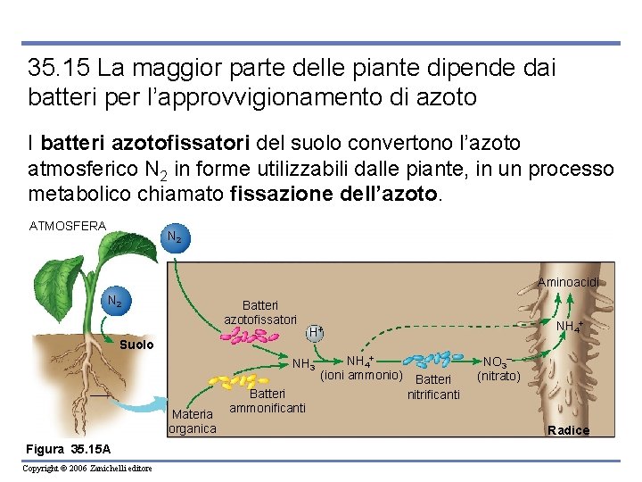 35. 15 La maggior parte delle piante dipende dai batteri per l’approvvigionamento di azoto