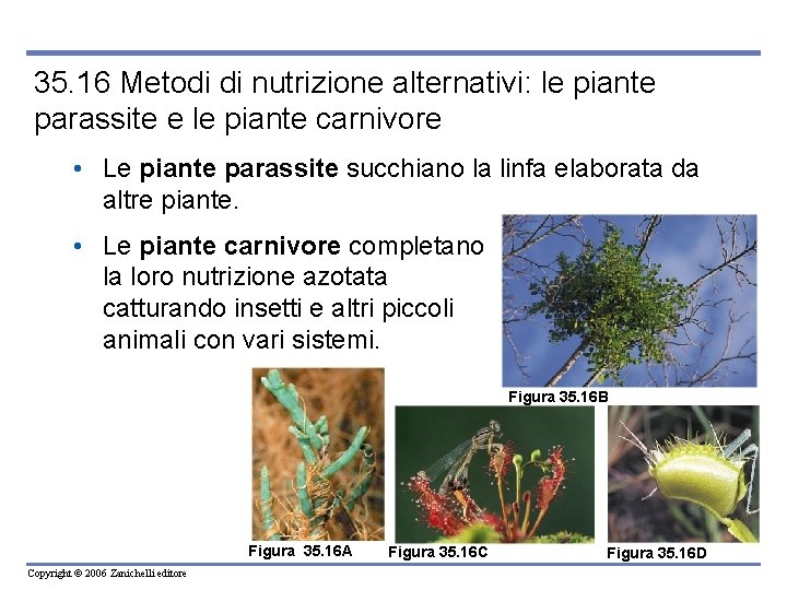 35. 16 Metodi di nutrizione alternativi: le piante parassite e le piante carnivore •