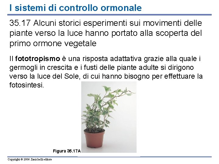 I sistemi di controllo ormonale 35. 17 Alcuni storici esperimenti sui movimenti delle piante