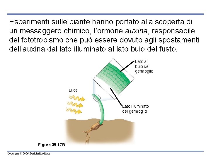 Esperimenti sulle piante hanno portato alla scoperta di un messaggero chimico, l’ormone auxina, responsabile