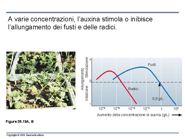 Allungamento Inibizione Stimolazione A varie concentrazioni, l’auxina stimola o inibisce l’allungamento dei fusti e