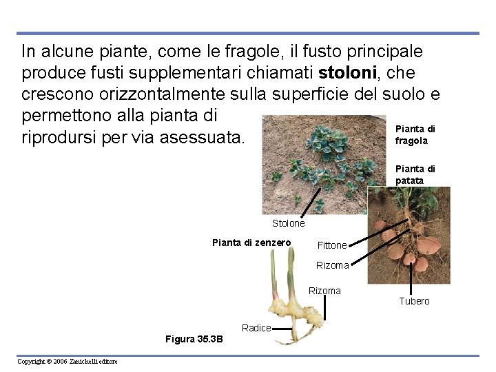 In alcune piante, come le fragole, il fusto principale produce fusti supplementari chiamati stoloni,