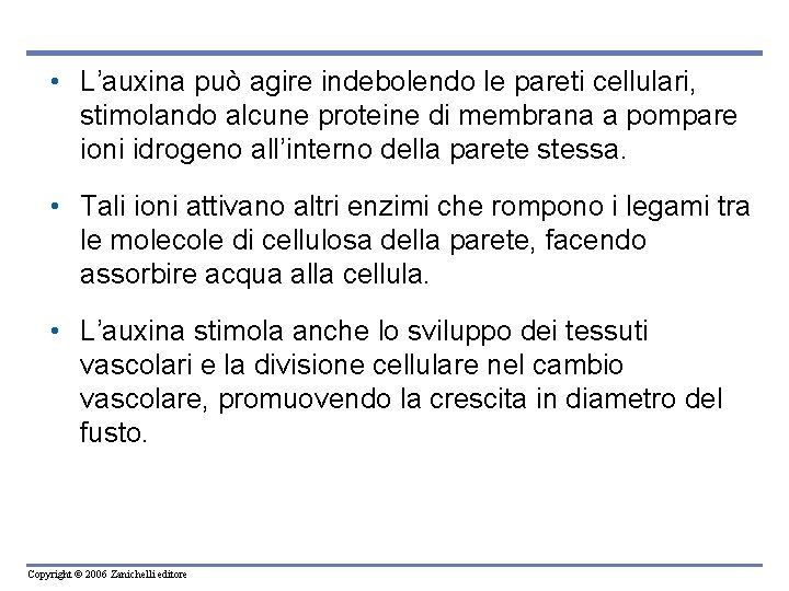  • L’auxina può agire indebolendo le pareti cellulari, stimolando alcune proteine di membrana