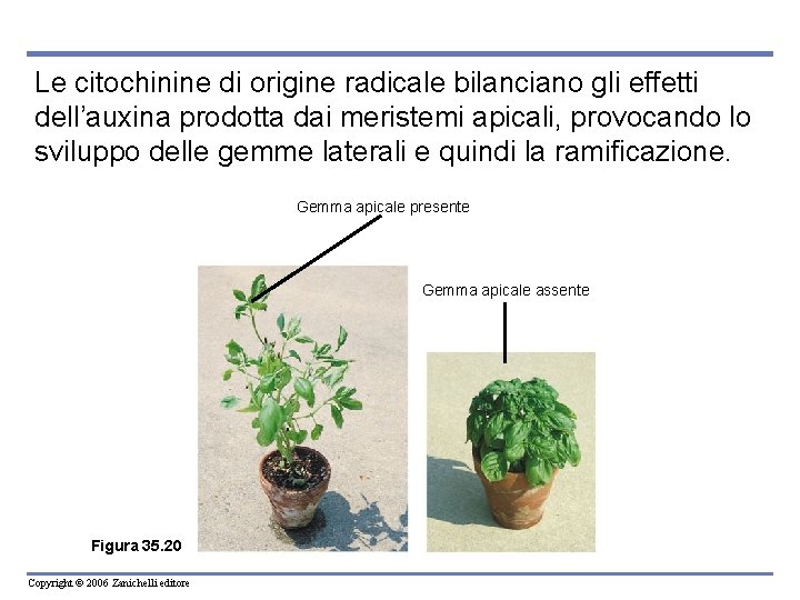 Le citochinine di origine radicale bilanciano gli effetti dell’auxina prodotta dai meristemi apicali, provocando