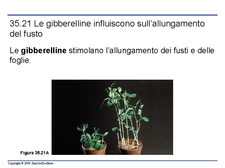 35. 21 Le gibberelline influiscono sull’allungamento del fusto Le gibberelline stimolano l’allungamento dei fusti