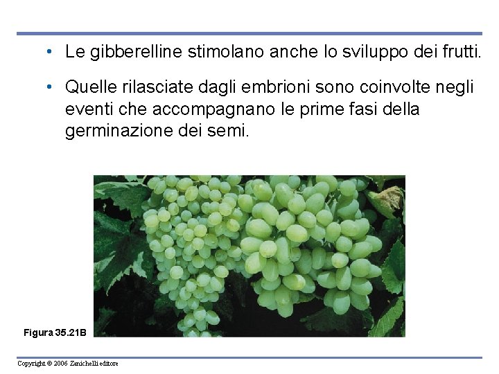  • Le gibberelline stimolano anche lo sviluppo dei frutti. • Quelle rilasciate dagli