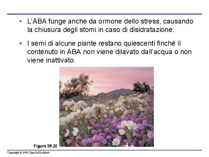  • L’ABA funge anche da ormone dello stress, causando la chiusura degli stomi