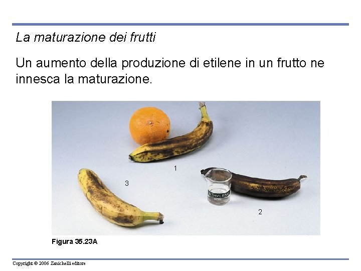 La maturazione dei frutti Un aumento della produzione di etilene in un frutto ne
