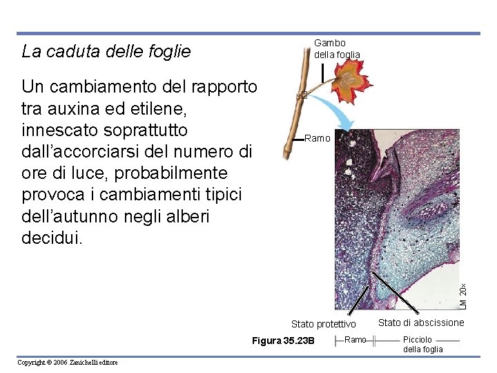 Gambo della foglia La caduta delle foglie Ramo LM 20 Un cambiamento del rapporto