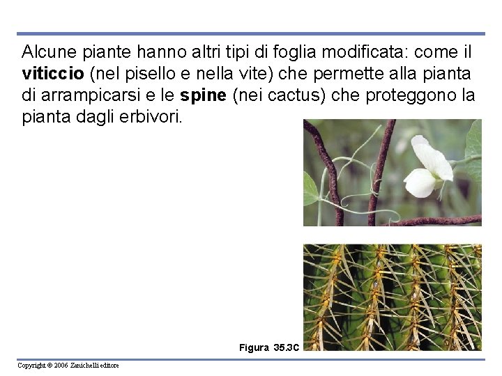 Alcune piante hanno altri tipi di foglia modificata: come il viticcio (nel pisello e