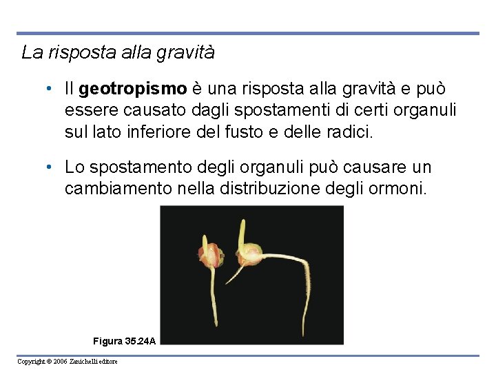 La risposta alla gravità • Il geotropismo è una risposta alla gravità e può
