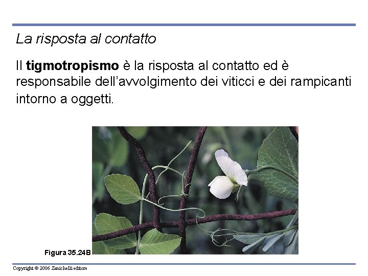La risposta al contatto Il tigmotropismo è la risposta al contatto ed è responsabile