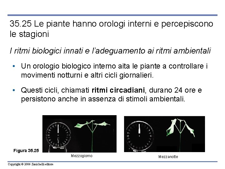 35. 25 Le piante hanno orologi interni e percepiscono le stagioni I ritmi biologici