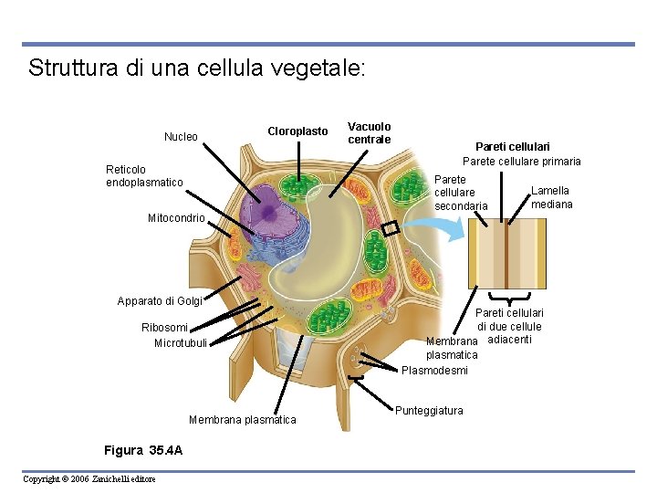 Struttura di una cellula vegetale: Nucleo Cloroplasto Reticolo endoplasmatico Mitocondrio Vacuolo centrale Pareti cellulari