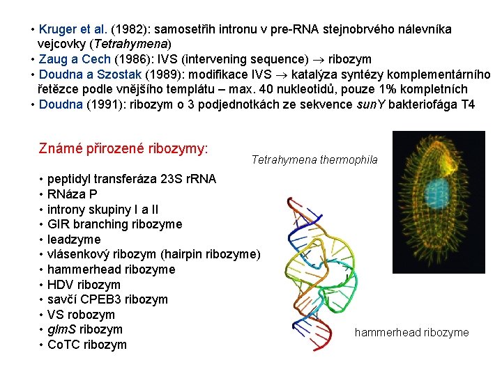 • Kruger et al. (1982): samosetřih intronu v pre-RNA stejnobrvého nálevníka vejcovky (Tetrahymena) • Kruger et al. (1982): samosetřih intronu v pre-RNA stejnobrvého nálevníka vejcovky (Tetrahymena)