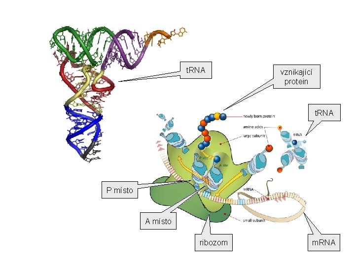 t. RNA vznikající protein t. RNA P místo A místo ribozom m. RNA t. RNA vznikající protein t. RNA P místo A místo ribozom m. RNA
