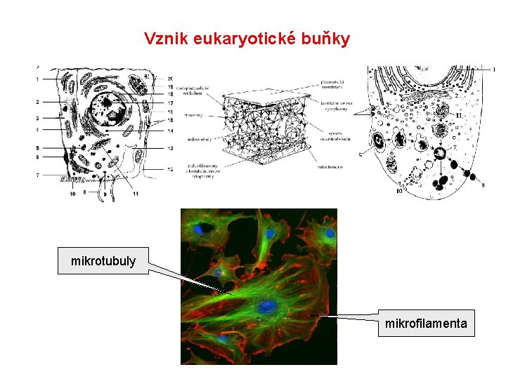 Vznik eukaryotické buňky mikrotubuly mikrofilamenta Vznik eukaryotické buňky mikrotubuly mikrofilamenta