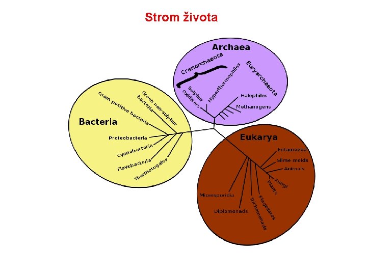 Strom života Strom života