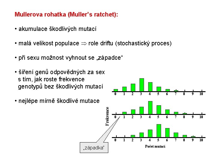 Mullerova rohatka (Muller’s ratchet): • akumulace škodlivých mutací • malá velikost populace role driftu Mullerova rohatka (Muller’s ratchet): • akumulace škodlivých mutací • malá velikost populace role driftu