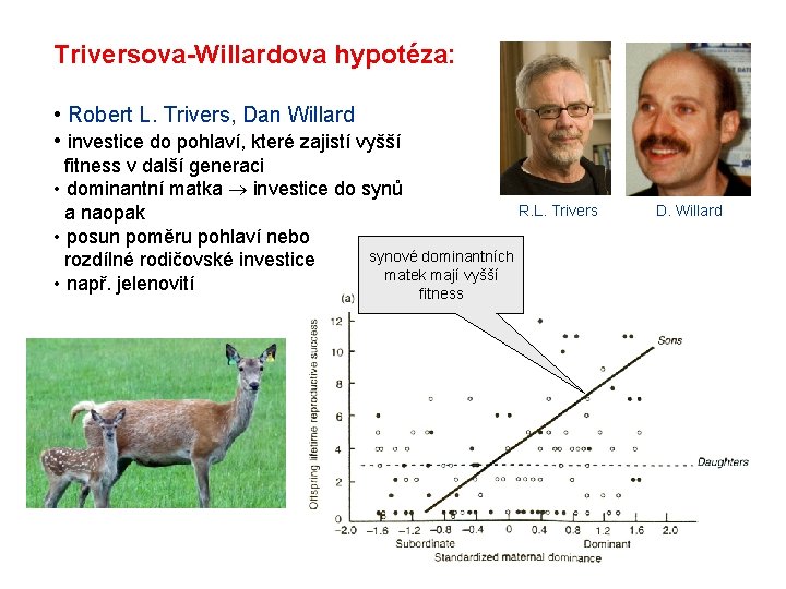 Triversova-Willardova hypotéza: • Robert L. Trivers, Dan Willard • investice do pohlaví, které zajistí Triversova-Willardova hypotéza: • Robert L. Trivers, Dan Willard • investice do pohlaví, které zajistí