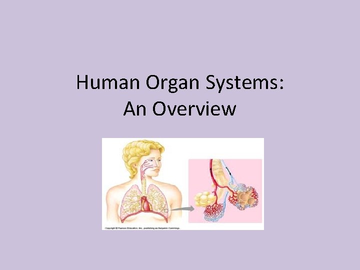 Human Organ Systems: An Overview 