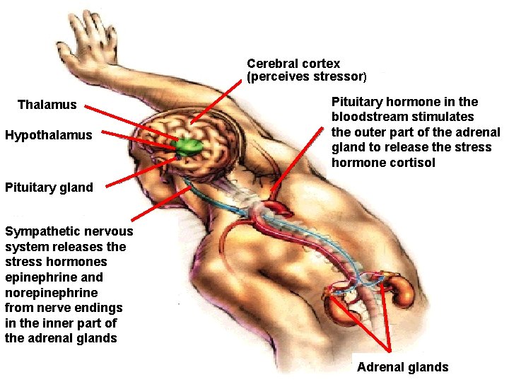 Cerebral cortex (perceives stressor) Thalamus Hypothalamus Pituitary hormone in the bloodstream stimulates the outer