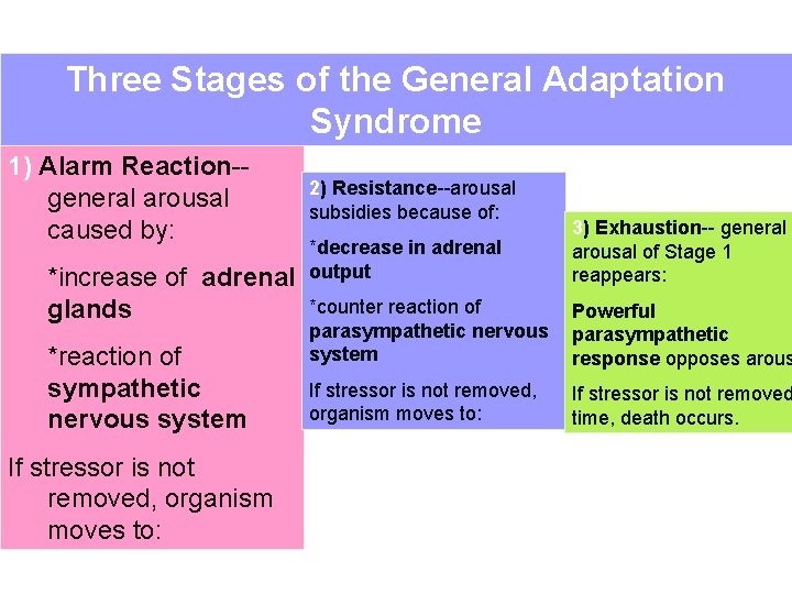 Three Stages of the General Adaptation Syndrome 1) Alarm Reaction-general arousal caused by: *increase