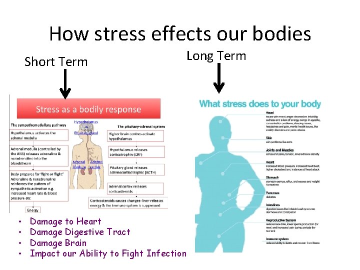 How stress effects our bodies Short Term • • Damage to Heart Damage Digestive