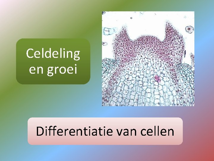 Celdeling en groei Differentiatie van cellen 