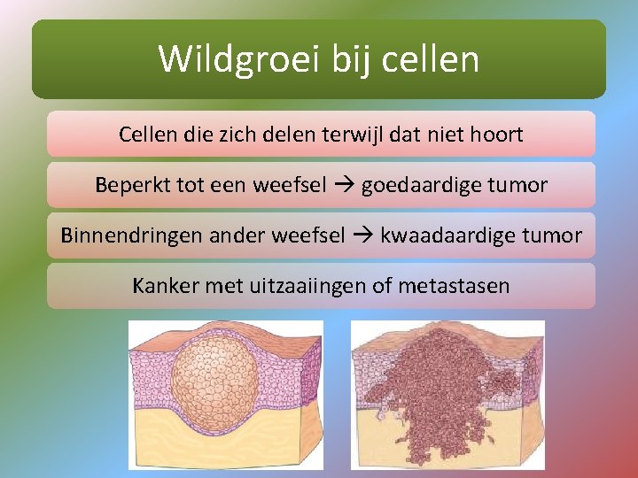 Wildgroei bij cellen Cellen die zich delen terwijl dat niet hoort Beperkt tot een