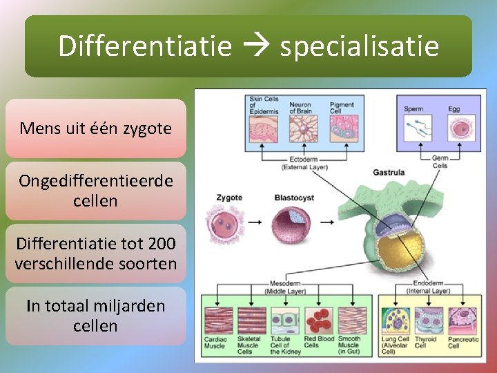 Differentiatie specialisatie Mens uit één zygote Ongedifferentieerde cellen Differentiatie tot 200 verschillende soorten In