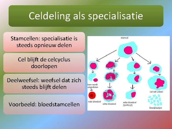 Celdeling als specialisatie Stamcellen: specialisatie is steeds opnieuw delen Cel blijft de celcyclus doorlopen