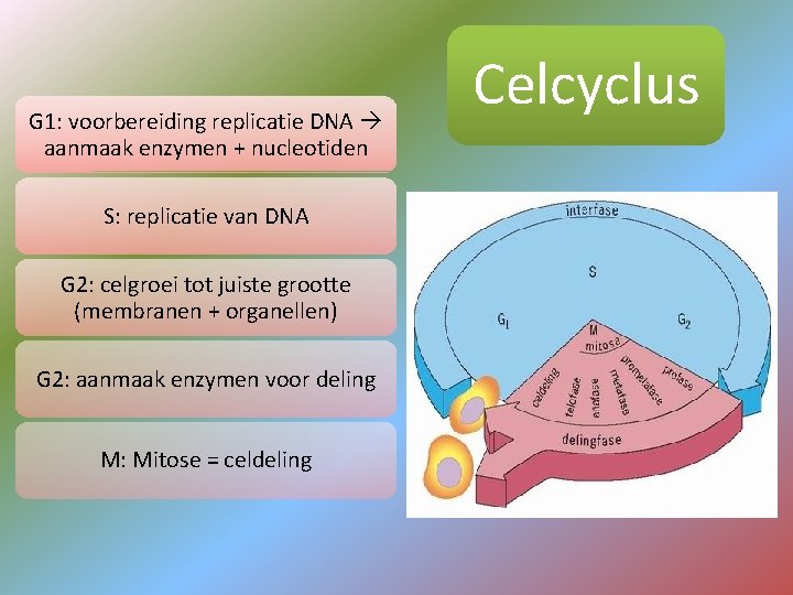 G 1: voorbereiding replicatie DNA aanmaak enzymen + nucleotiden S: replicatie van DNA G