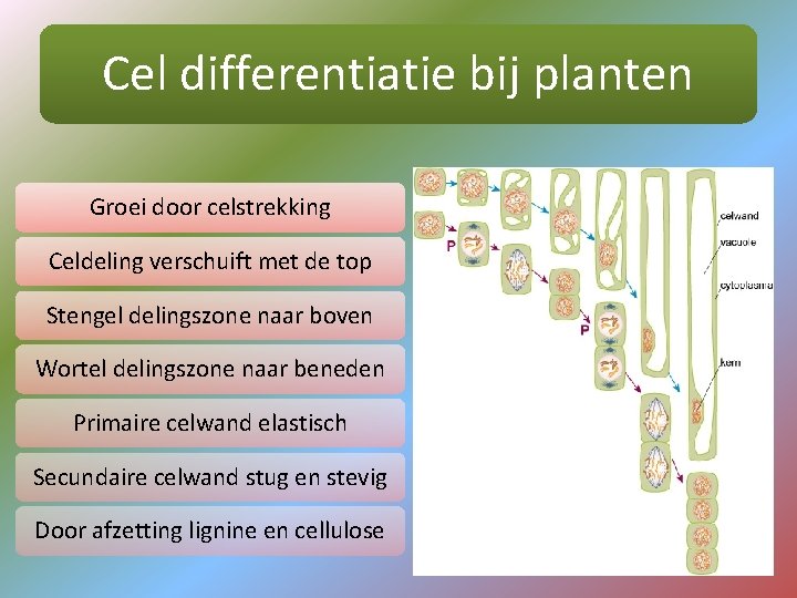 Cel differentiatie bij planten Groei door celstrekking Celdeling verschuift met de top Stengel delingszone