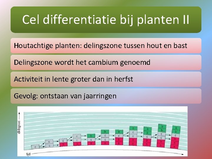 Cel differentiatie bij planten II Houtachtige planten: delingszone tussen hout en bast Delingszone wordt