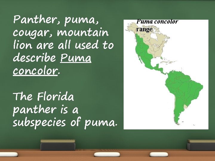 Panther, puma, cougar, mountain lion are all used to describe Puma concolor. The Florida