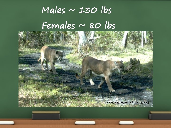 Males ~ 130 lbs Females ~ 80 lbs Photo courtesy of Lee Reed Males ~ 130 lbs Females ~ 80 lbs Photo courtesy of Lee Reed