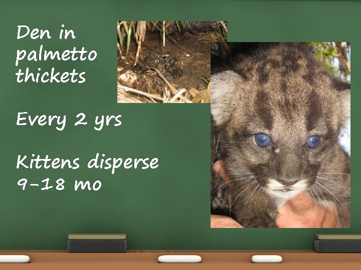 Den in palmetto thickets Every 2 yrs Kittens disperse 9 -18 mo Den in palmetto thickets Every 2 yrs Kittens disperse 9 -18 mo