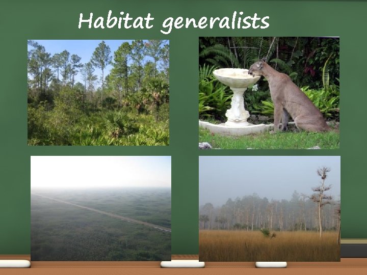 Habitat generalists 