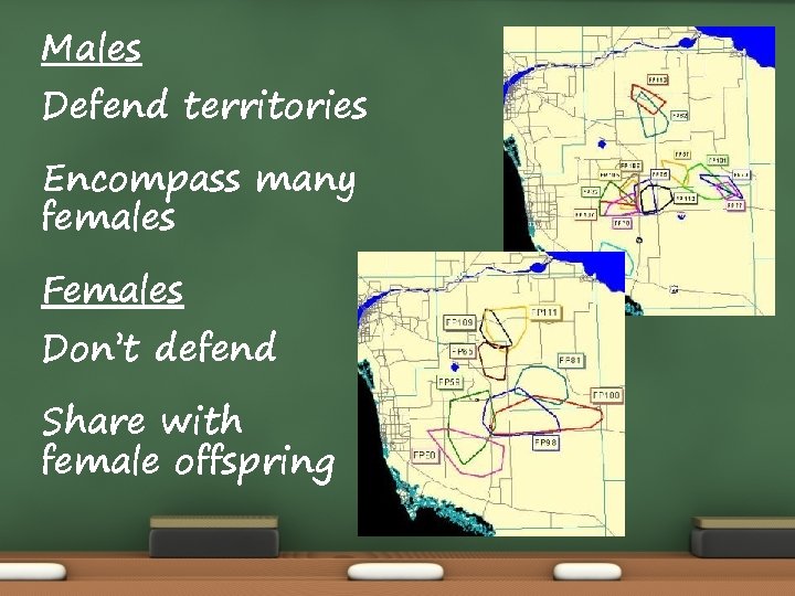 Males Defend territories Encompass many females Females Don’t defend Share with female offspring Males Defend territories Encompass many females Females Don’t defend Share with female offspring