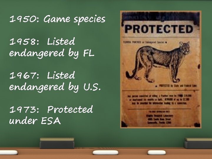 1950: Game species 1958: Listed endangered by FL 1967: Listed endangered by U. S.