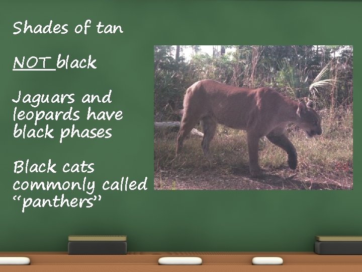 Shades of tan NOT black Jaguars and leopards have black phases Black cats commonly