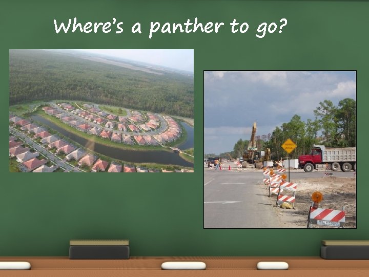 Where’s a panther to go? 