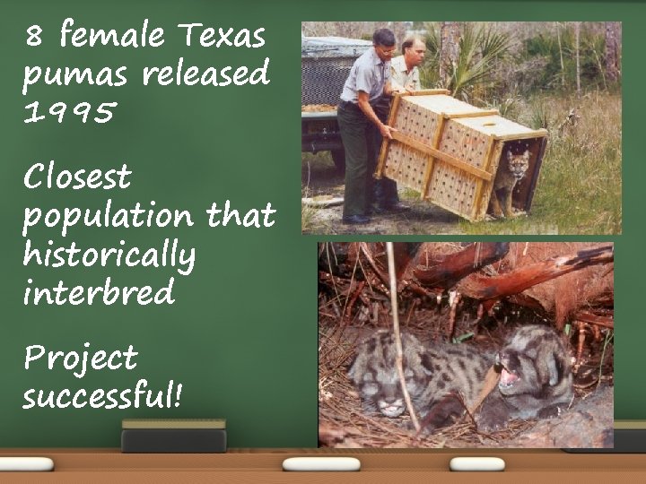 8 female Texas pumas released 1995 Closest population that historically interbred Project successful! 