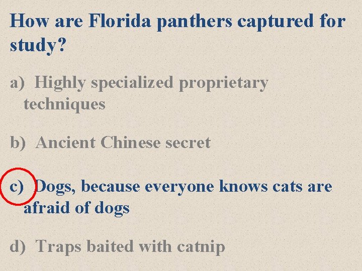 How are Florida panthers captured for study? a) Highly specialized proprietary techniques b) Ancient