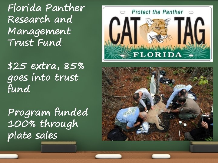 Florida Panther Research and Management Trust Fund $25 extra, 85% goes into trust fund